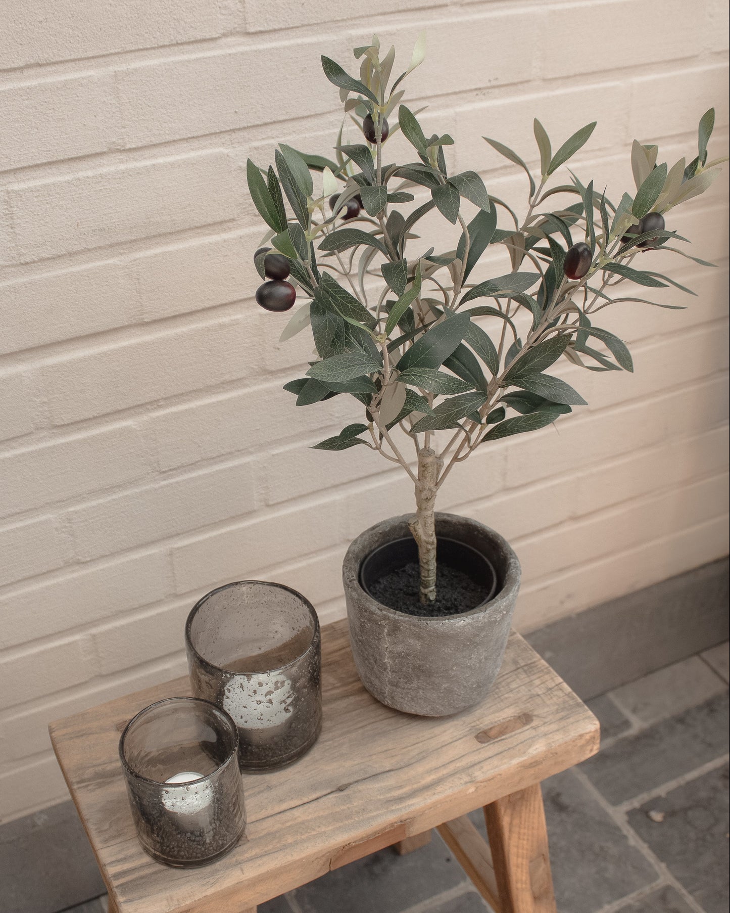 Olijfboompje in robuust potje